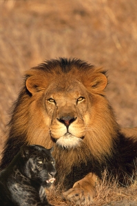 Lion panther